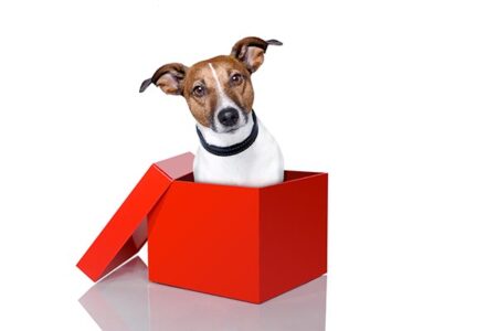 Pet Health: Responsible Pet Ownership Image